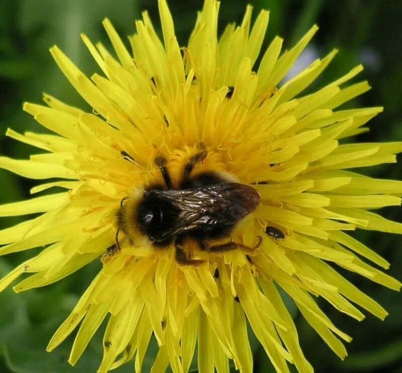 Где живут шмели в природе. Bombus Шмель гнездо. Шмелиная личинка. Шмелиное гнездо.