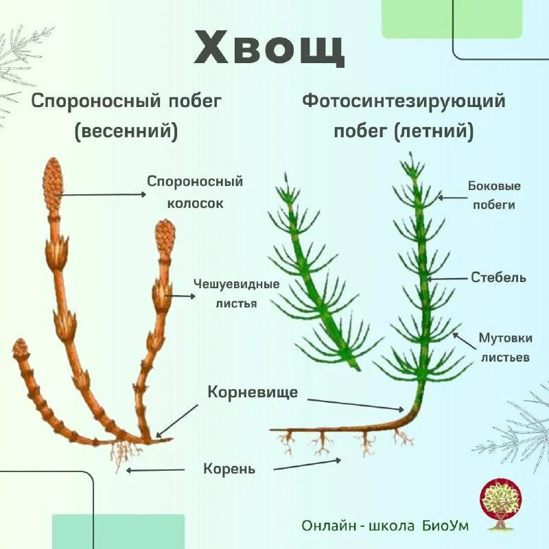 Хвощ полевой вений побег. Хвощ полевой корневище. Отдел хвощевидные строение. Отдел плауновидные отдел хвощевидные отдел. Побеги хвоща полевого.