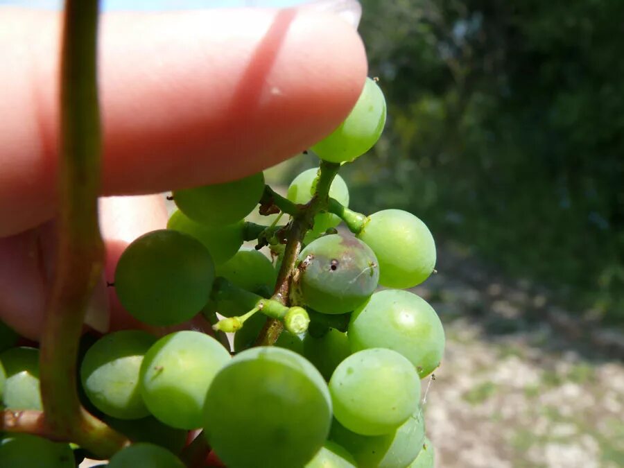 Сорт винограда ольга. Кишмиш янтарный виноград. Виноград заря севера. Краса севера ольга виноград описание сорта. Сорт винограда платовский.