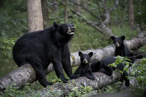 Черный медведь красивые фото и картинки (120 фото) .