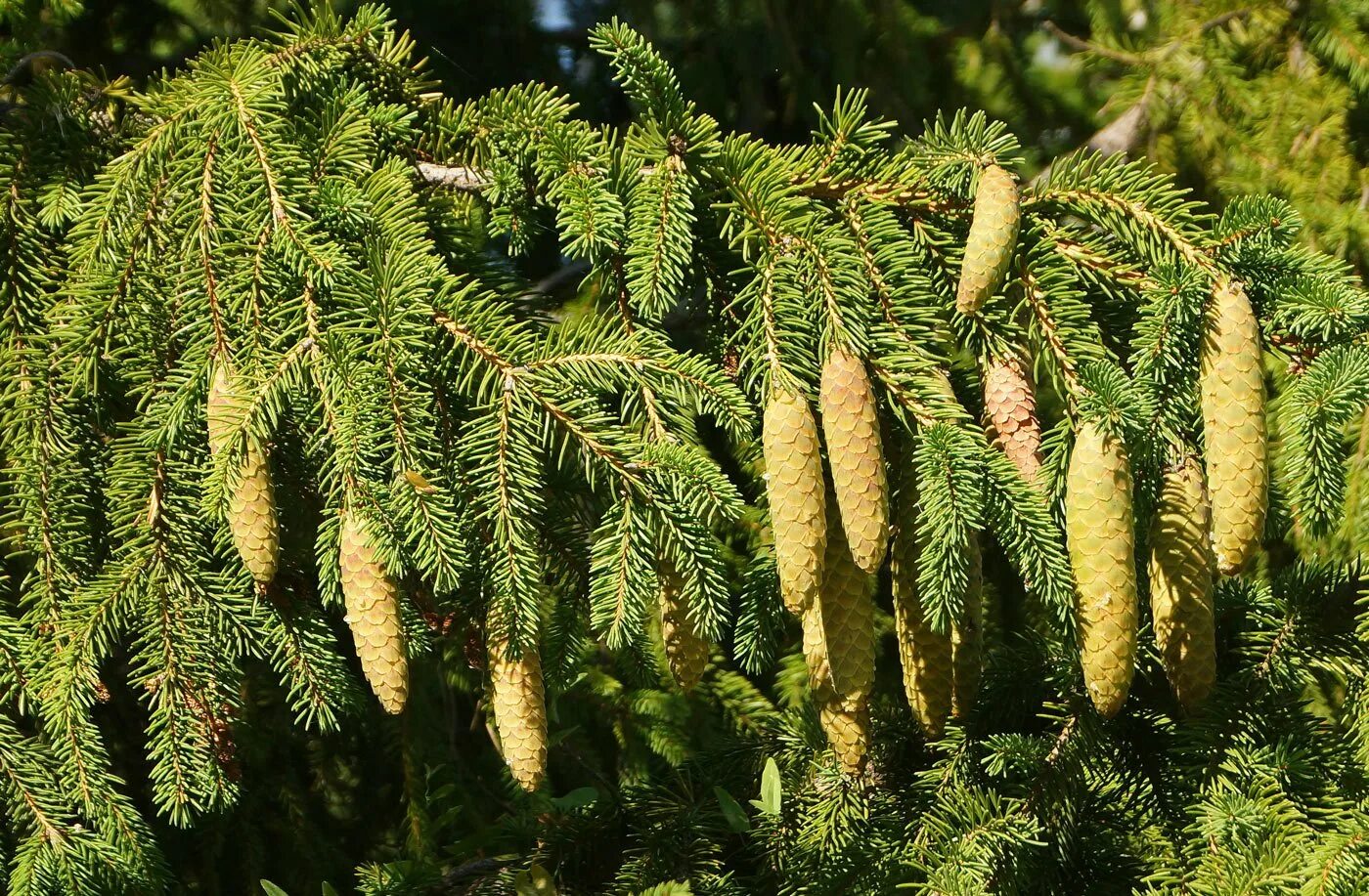 Ель обыкновенная лесная. Ель европейская Picea Abies. Ель обыкновенная Picea Abies. Ель обыкновенная (Pícea Ábies). Ель обыкновенная (европейская) – Picea Abies.