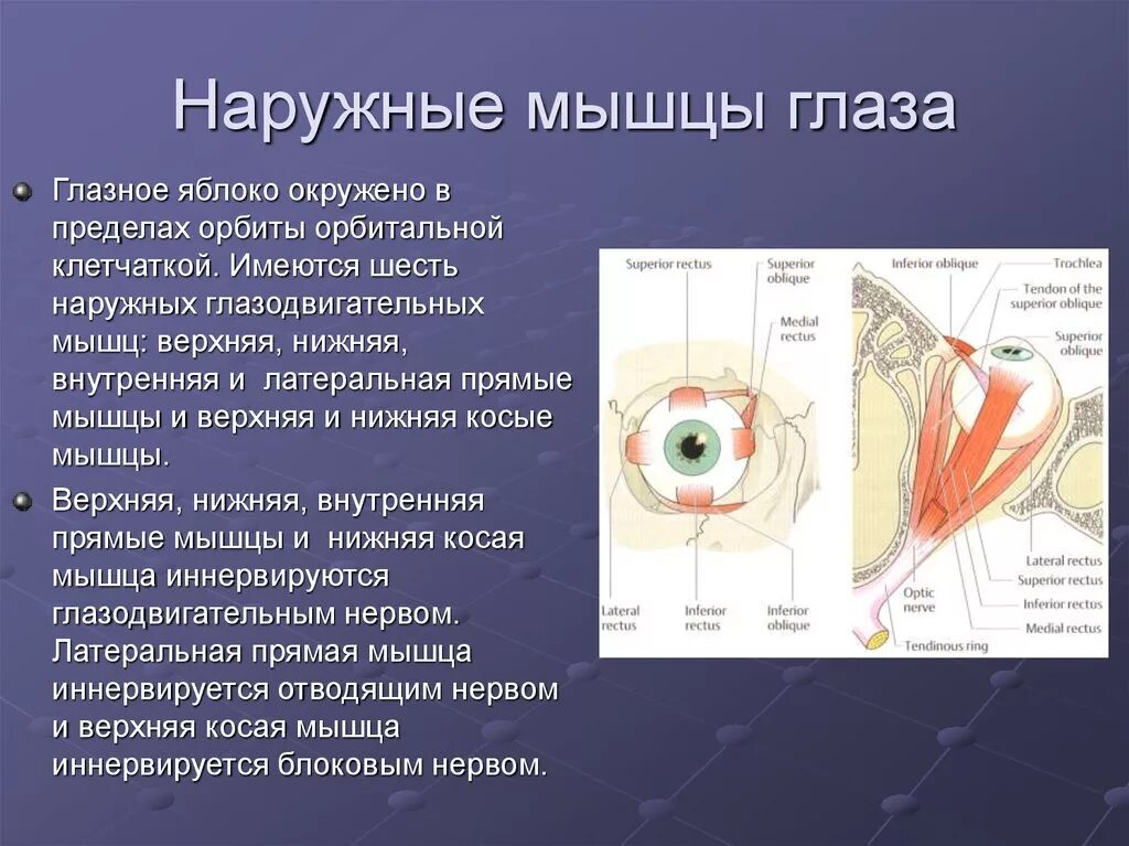 Наружные мышцы глазного яблока и их иннервация. Иннервация наружных мышц глаза анатомия. Иннервация мышц глазного яблока анатомия. Глазодвигательные мышцы глаза функции. Места крепления глазодвигательных мышц