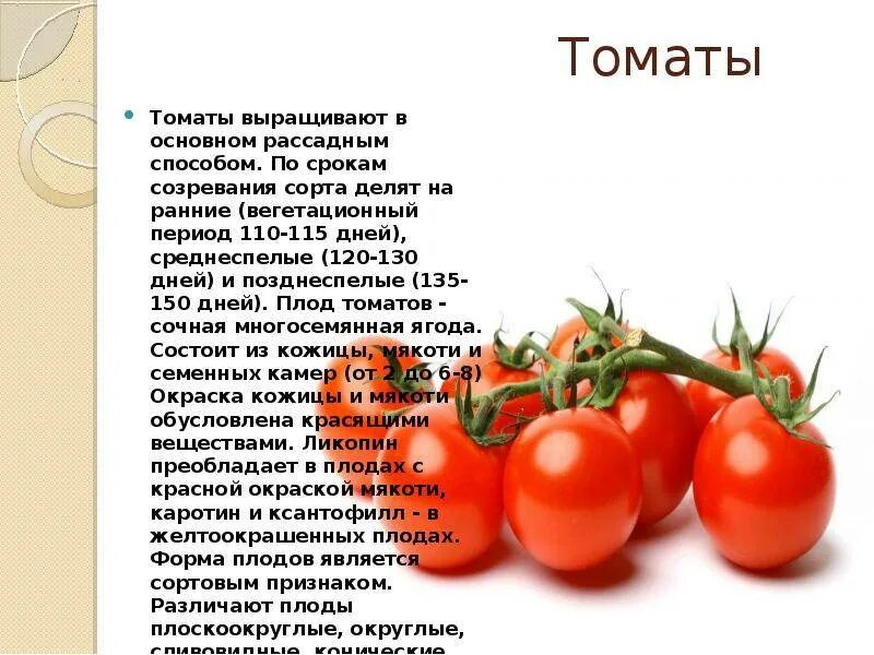 Помидор сколько держит. Период созревания томатов. Сорта томатов сообщение. Сообщение про плод томата. Срок созревания помидоров.