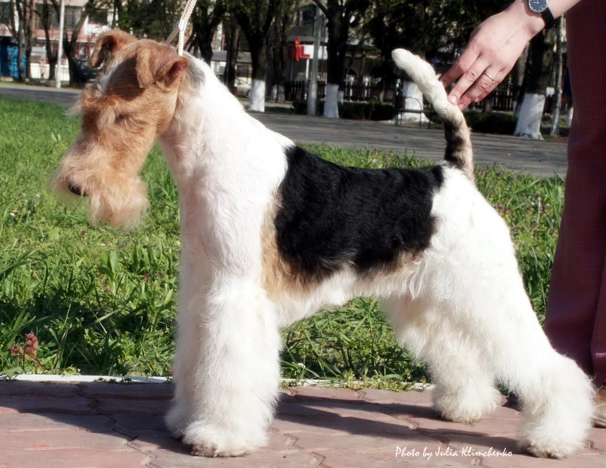 фокстерьер чемпион америки. жесткошерстный фокстерьер стрижка тримминг. тримминг фокстерьера жесткошерстного. фокстерьер груминг. фокстерьер жесткошерстный без стрижки.