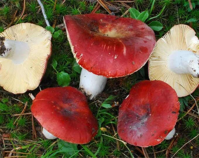 Гриб сыроежка фото и описание Raw food 2023 Грибное сообщество. Энциклопедия леса. VK