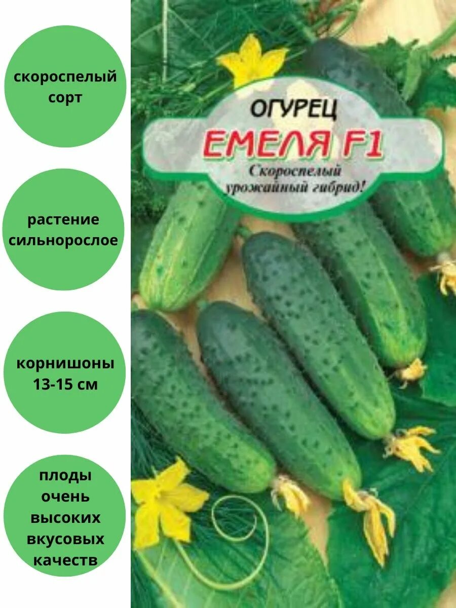 Описание и фото огурца сорта Емеля Натуралист Фотогалерея природы на dia-logika.