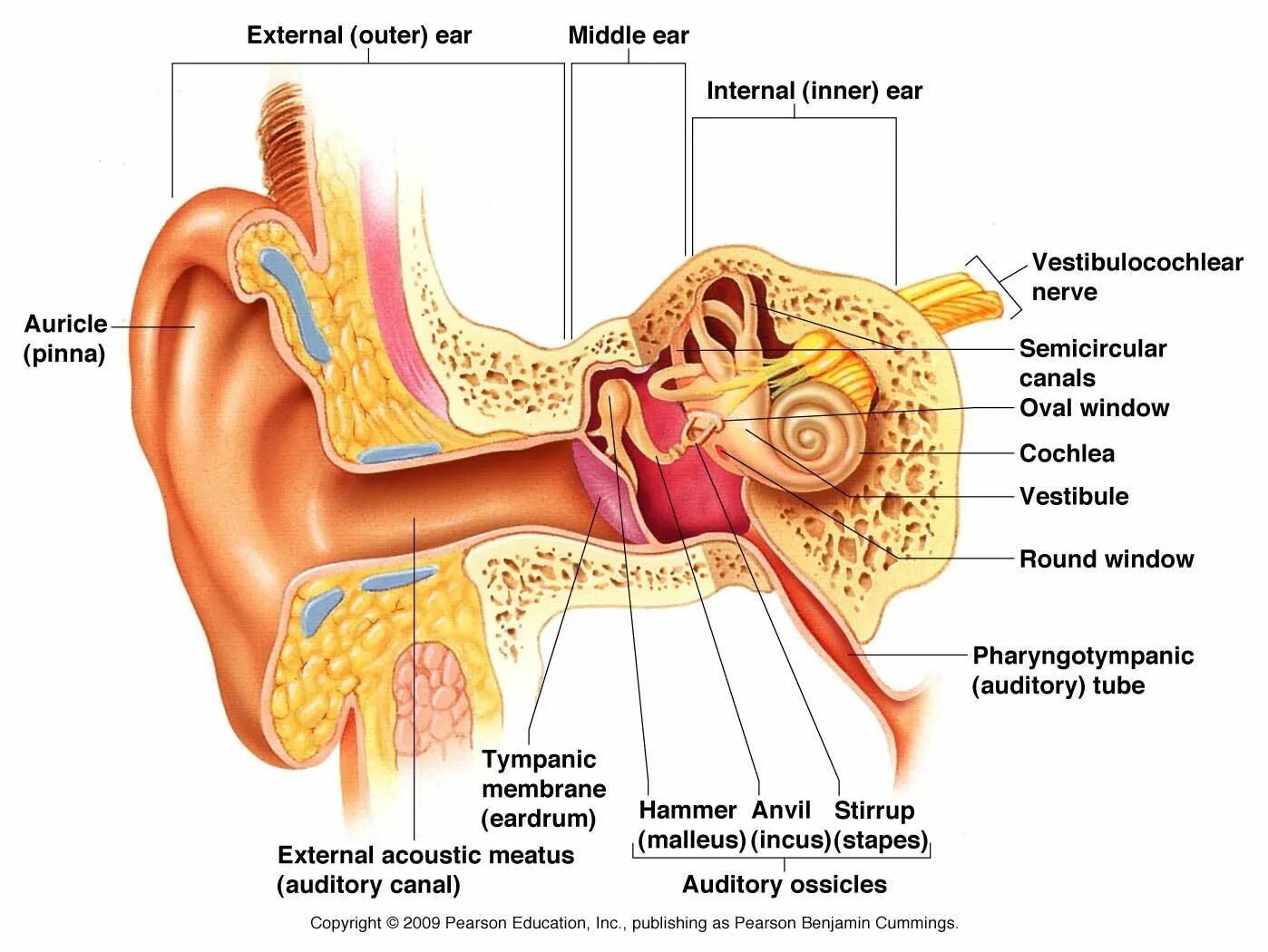Названия внутреннего уха. Ухо строение уха человека фото с описанием. Схема наружного среднего и внутреннего уха человека. Структура уха человека схема. Схема устройства человеческого уха.