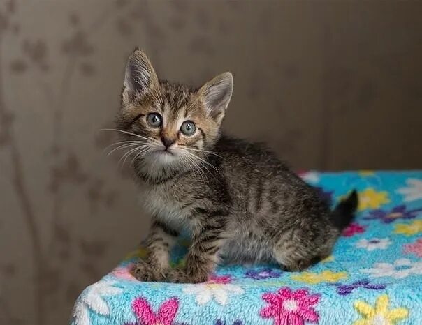 Беспородный котенок 3 месяца. Гладкошерстный котенок 2 месяца. Сибирская кошка короткошерстная. Беспородный котенок 3 месяца. Котенок серый полосатый гладкошерстный.