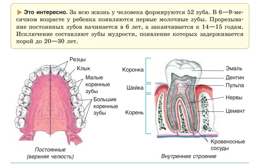 Зубы человека ЕГЭ биология. Строение зуба человека ЕГЭ биология. Строение зуба человека ЕГЭ. Строение зубов ЕГЭ. Какую функцию выполняет зуб человека