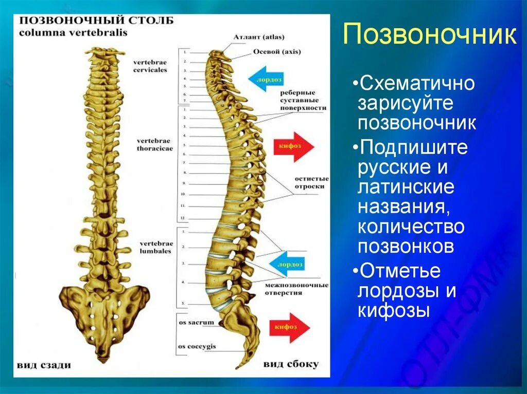 Определите отделы позвоночника. Шейный отдел позвоночника анатомия латынь. Позвонки пояснично-крестцового отдела позвоночника. Поясничеый отдел позвоночника есщвание позвонков. Позвоночник строение анатомия поясничного отдела.