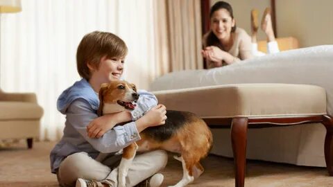 Petting home