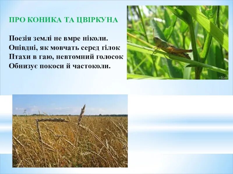 Стих про Коника. Джон Кітс "про Коника і цвіркуна". Джон Кітс про Коника і цвіркуна вірш. Стих про Коника по украинскому. Про коника