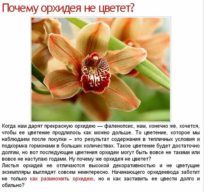 Орхидея сколько раз. Долго не цветет орхидея. орхидея слабо цветет.