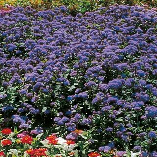 Stars plant