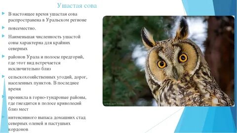 Продолжительность жизни совы