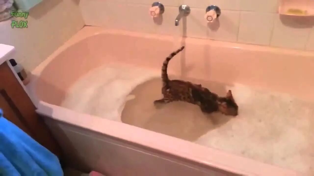 Кот в ванне. Коты купаются в ванной. Кошка плавает в ванной. Коты которые любят купаться. Видео кота в ванной