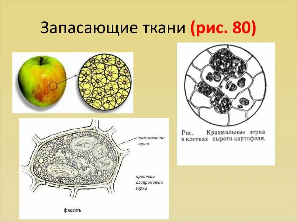 Растительная клетка запасает. Строение запасающей ткани растений. Запасающая ткань растений. Строение клетки яблока. Запасающая растительная ткань.