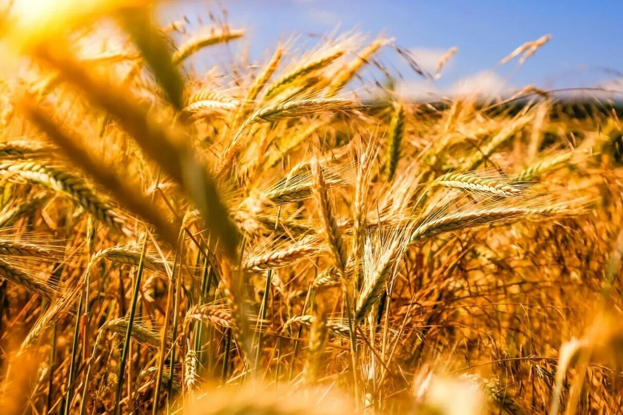Сх оборота. Сельское хозяйство. Поле пшеницы. Урожай пшеницы. Зерновые культуры.