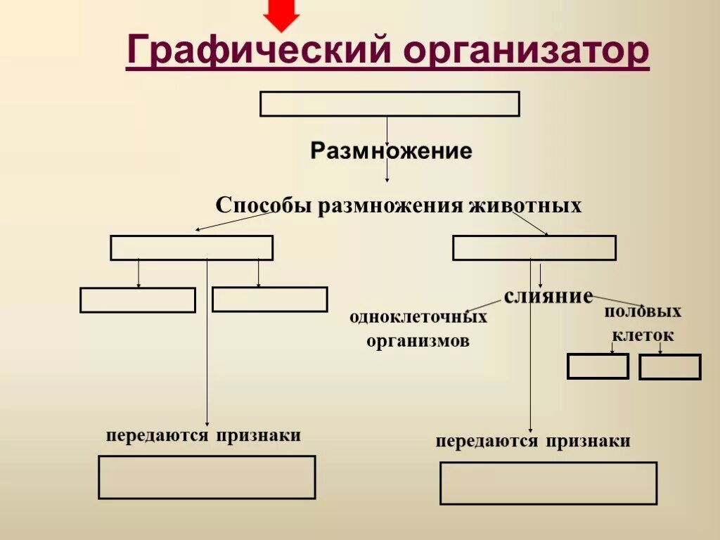 Презентация формы размножения животных 8 класс биология. Биология 7 класс способы размножения животных оплодотворение. Схема о типах размножения животных. Способы размножения животных схема. Способы размножения животных 7 класс таблица.