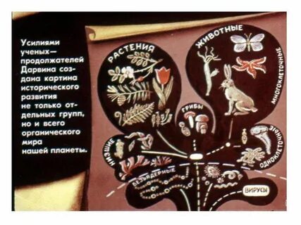 Продолжатель рода