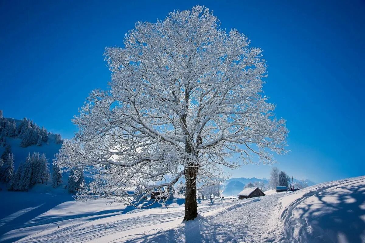 Зимний пейзаж деревьев