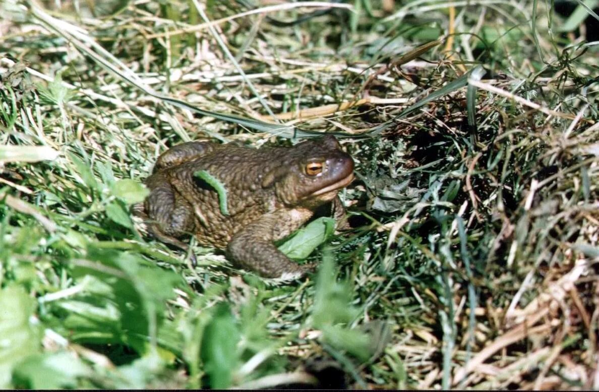 Серая жаба bufo bufo. Первые земноводные. Обыкновенная серая лягушка. Обыкновенная серая жаба. Обыкновенная жаба (bufo bufo).
