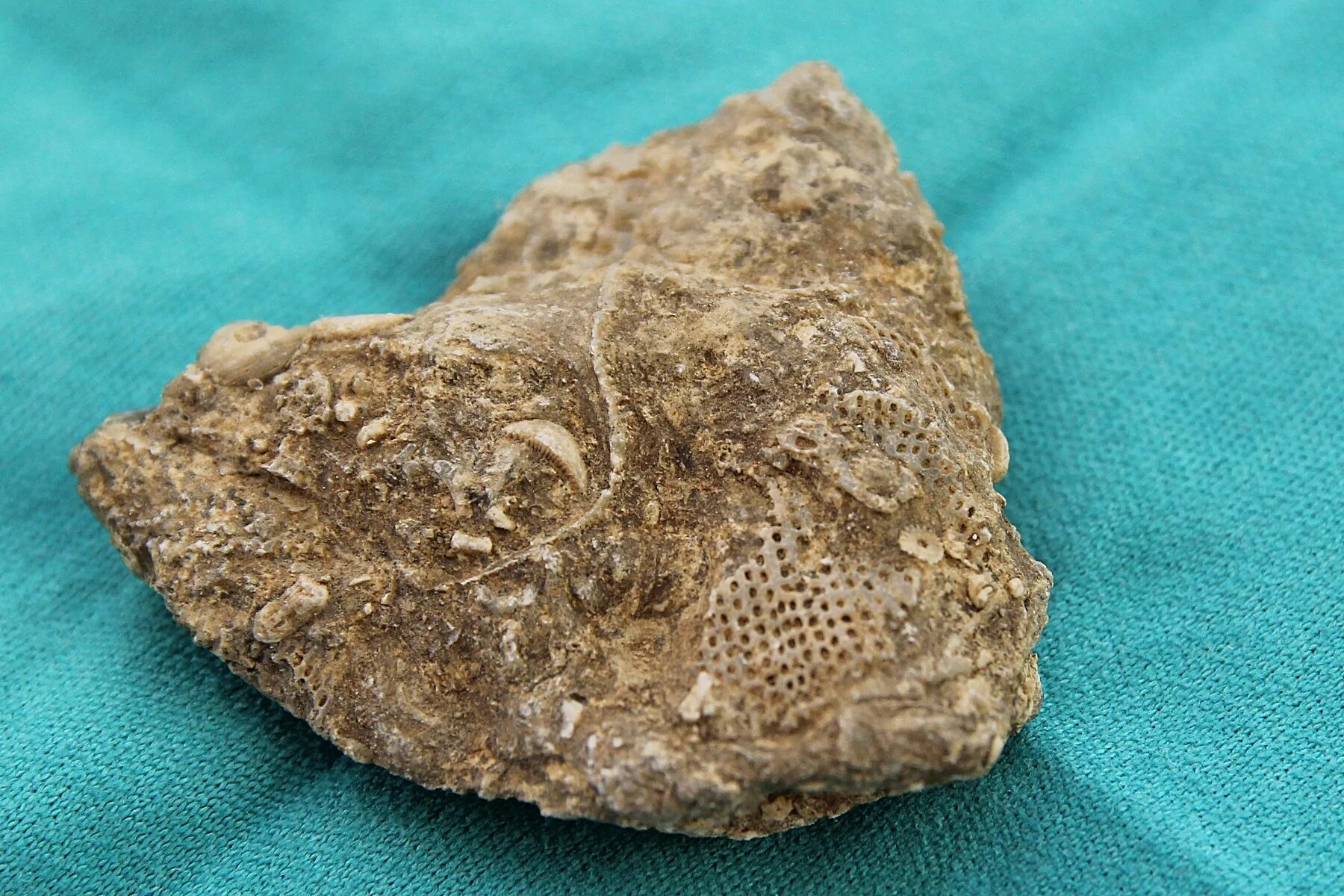 Палеонтология окаменелости. Fossil окаменелости. Окаменелые останки динозавров. Палеонтология окаменелости. Найдено ископаемое.