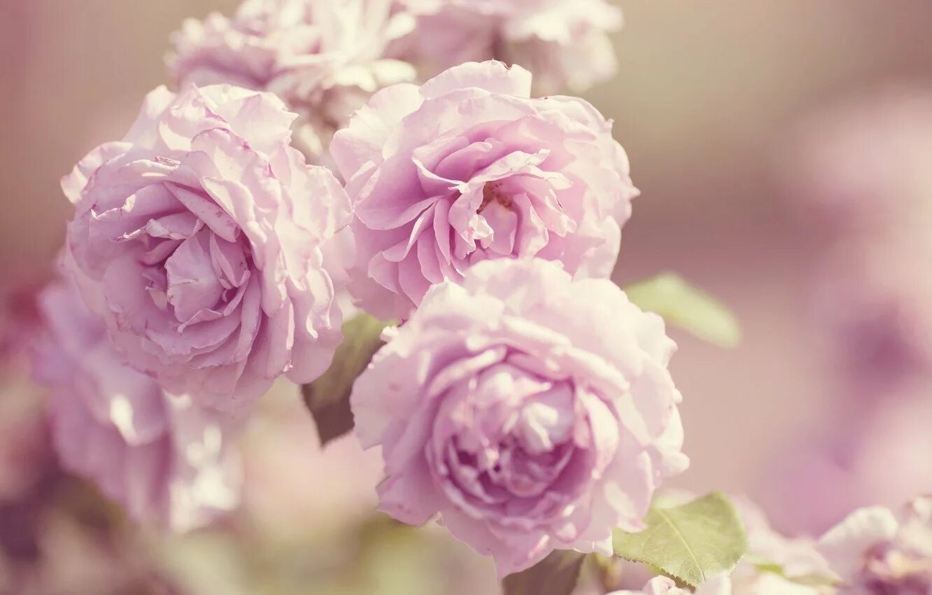 Красивые нежные картинки. Нежный цветок. Розовые цветы. Нежно розовые цветы. Нежные цветочки.