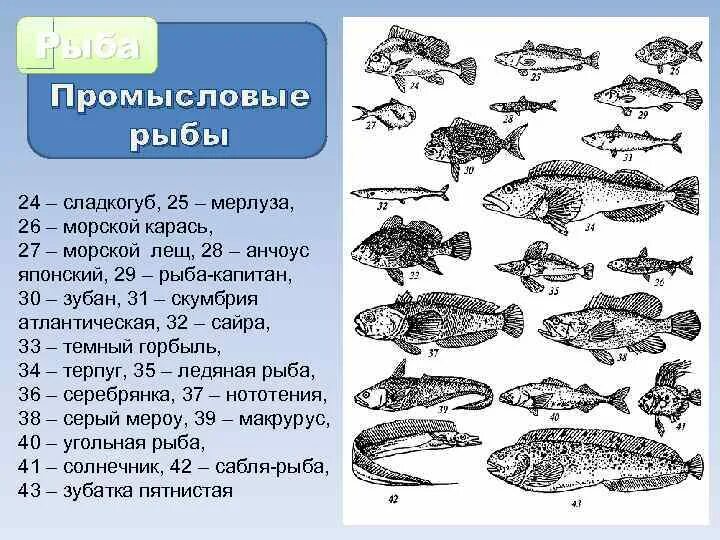 Промысловые группы рыб. Промысловые рыбы. Промысловые рыбы Атлантического океана. Группы промысловых рыб. Типы промысловых рыб.