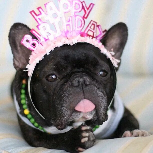 Birthday French Bulldogs! Happy birthday french bulldog, Dog birthday photoshoot