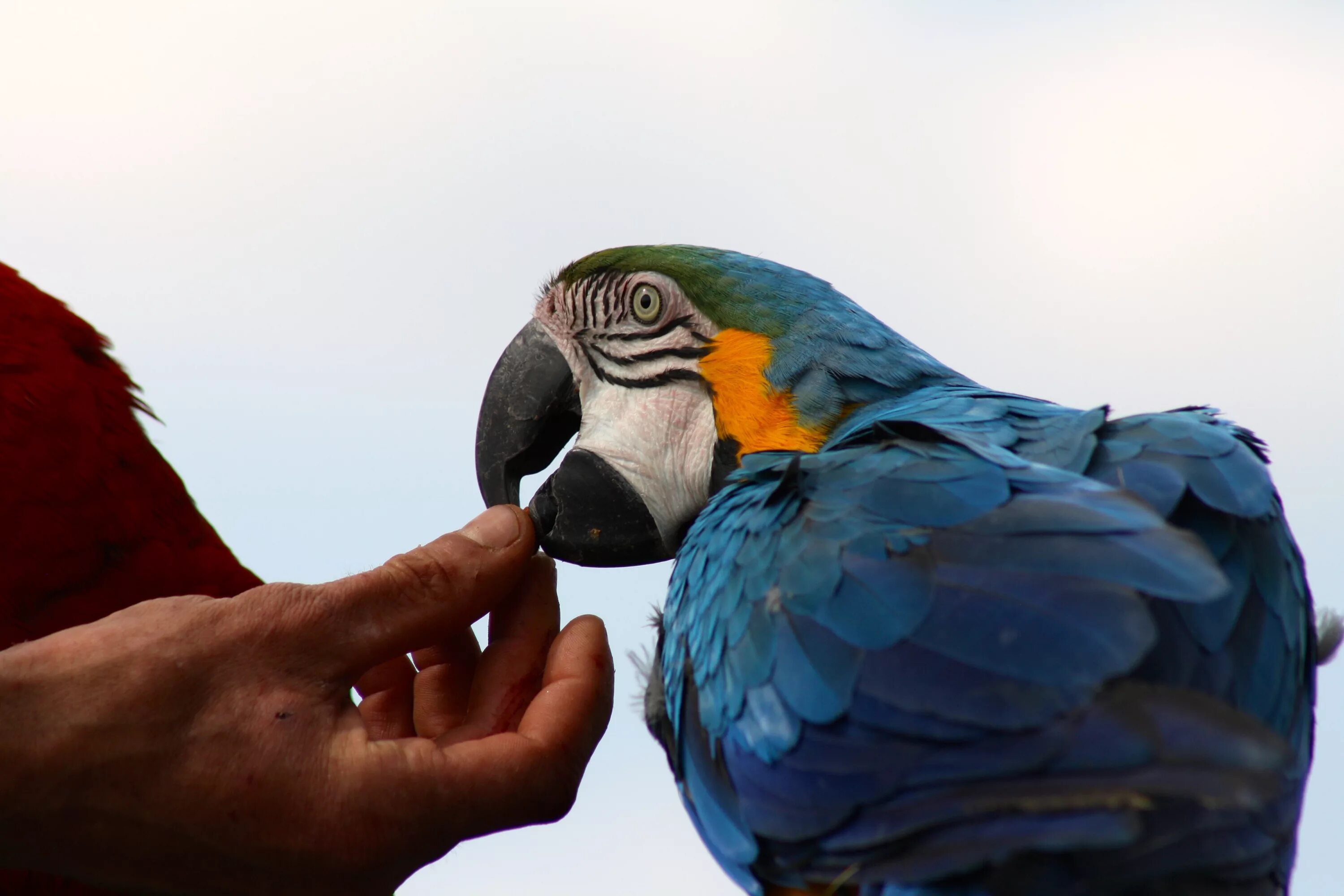 I ve parrot. Попугай ара гиацинтовый. Какаду и ара. Маскаренский попугай. Гиацинтовый ара Бразилия.