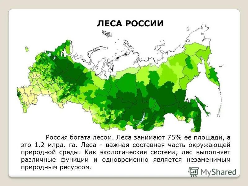 40 процентов территории. Площадь лесов России на карте. Леса на территории России. Территория лесов в России. Площадь лесов на территории России.