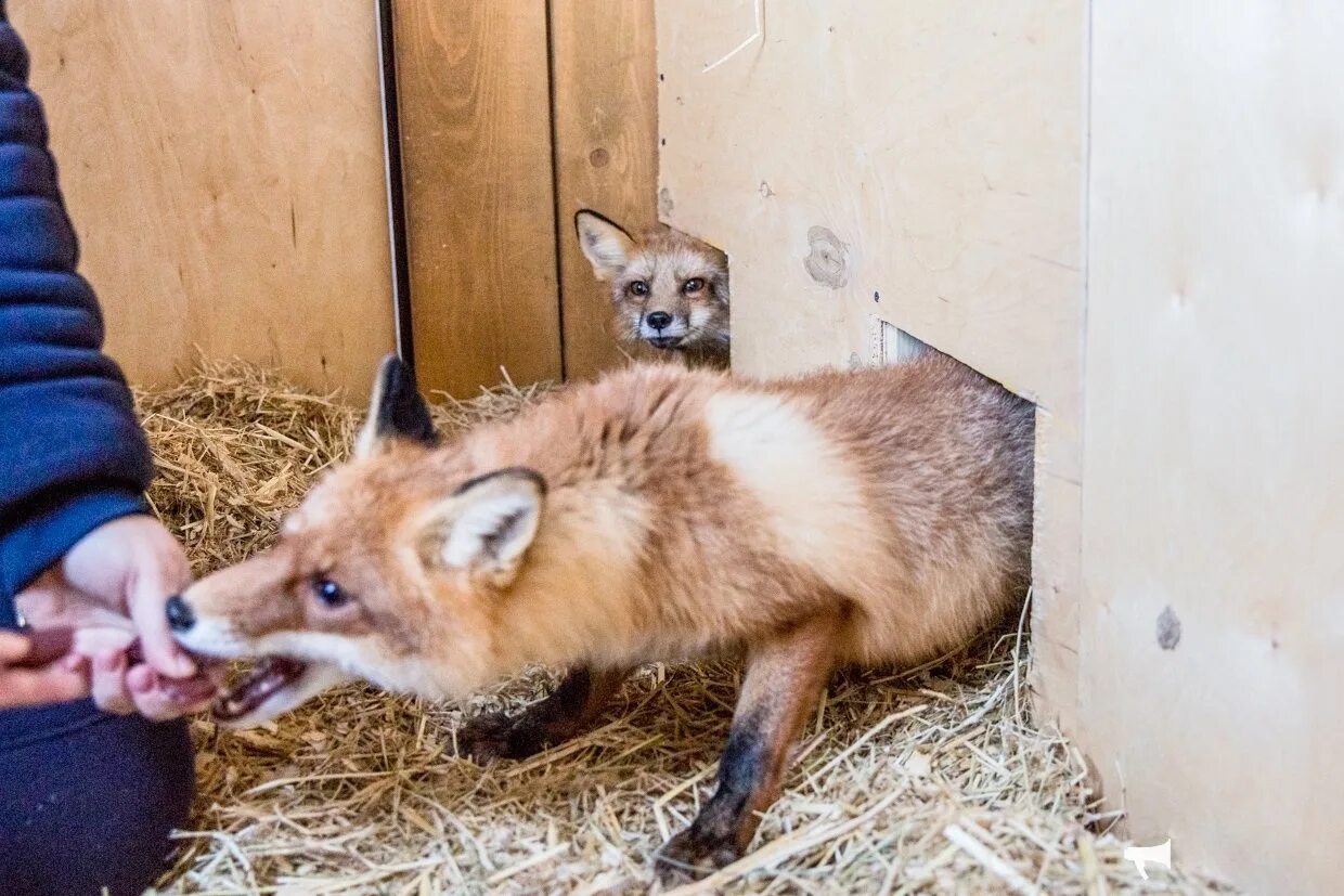 Fox cock. Домашняя лиса. Лиса кормит лисят. Лисица в квартире.