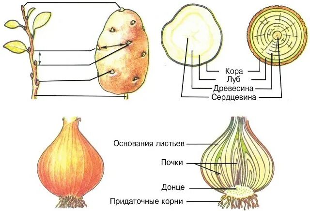 Строение корневища клубня луковицы