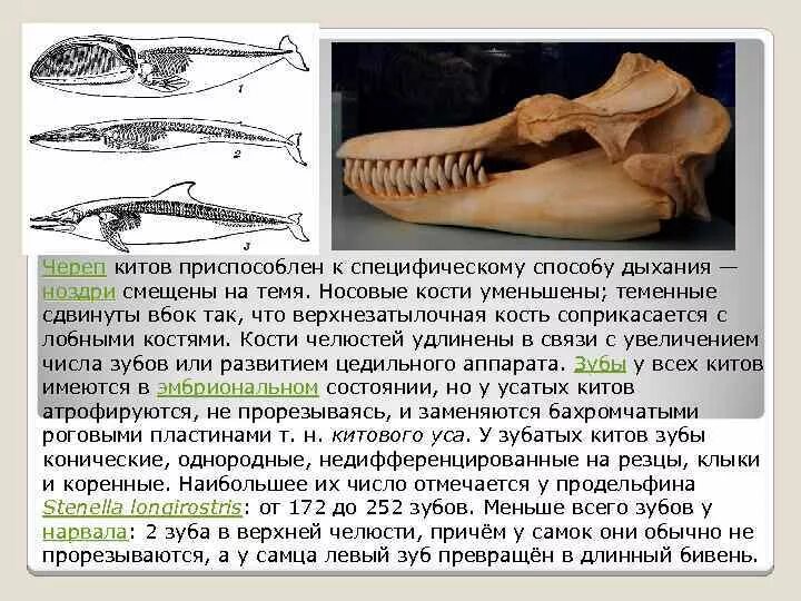 Формула зубов китообразных