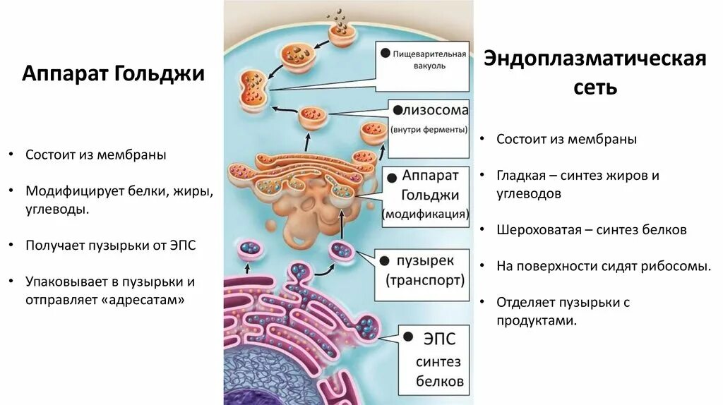 Лизосомы расщепление биополимеров. Клеточная мембрана ЭПС комплекс Гольджи. Везикулы образует комплекс Гольджи. Аппарат Гольджи гладкая эндоплазматическая.