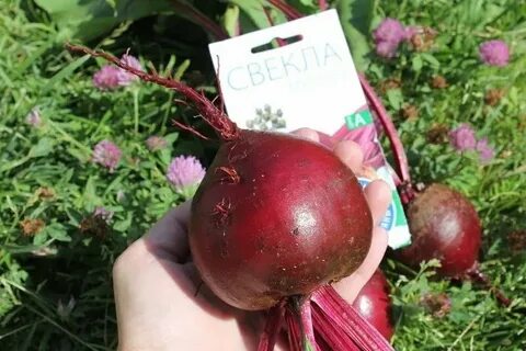 Сорт мулатка