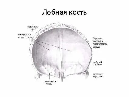 Лобная кость анатомия латынь