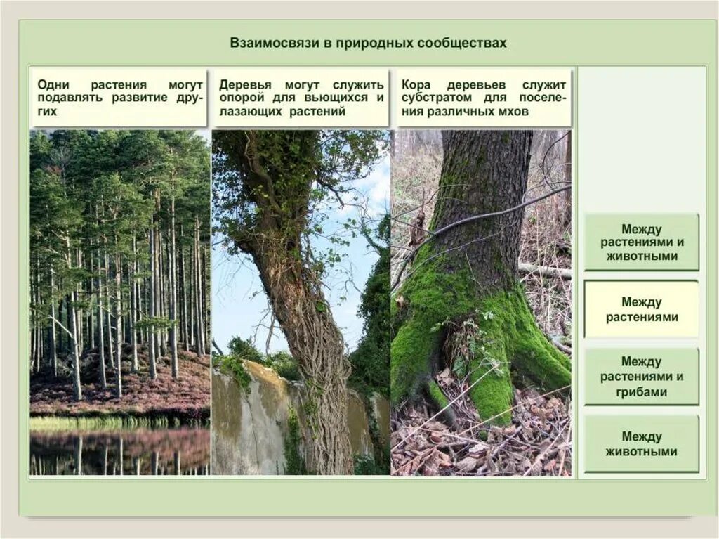 Биология 7 класс параграф структура растительного сообщества. Строение растительного сообщества. Название растительного сообщества. Растения растительного сообще. Естественные растительные сообщества.