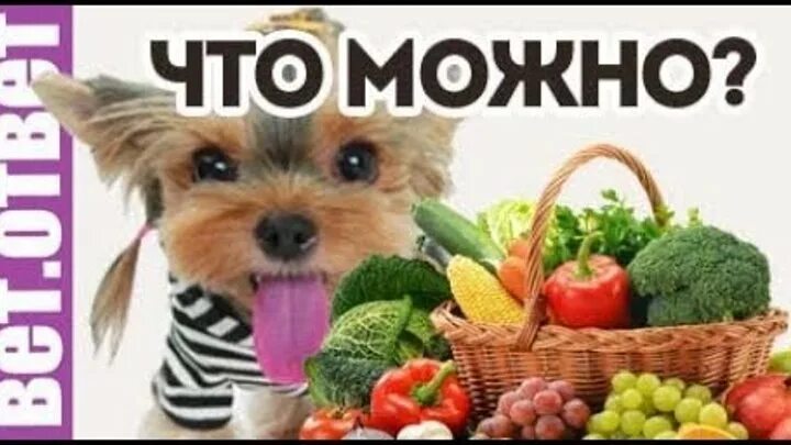 Какие овощи можно йорку. Опасные продукты для собак. Полезные овощи для собак. Рацион питания для собак мелких пород натуральной пищей. Какие овощи можно собакам крупных пород.