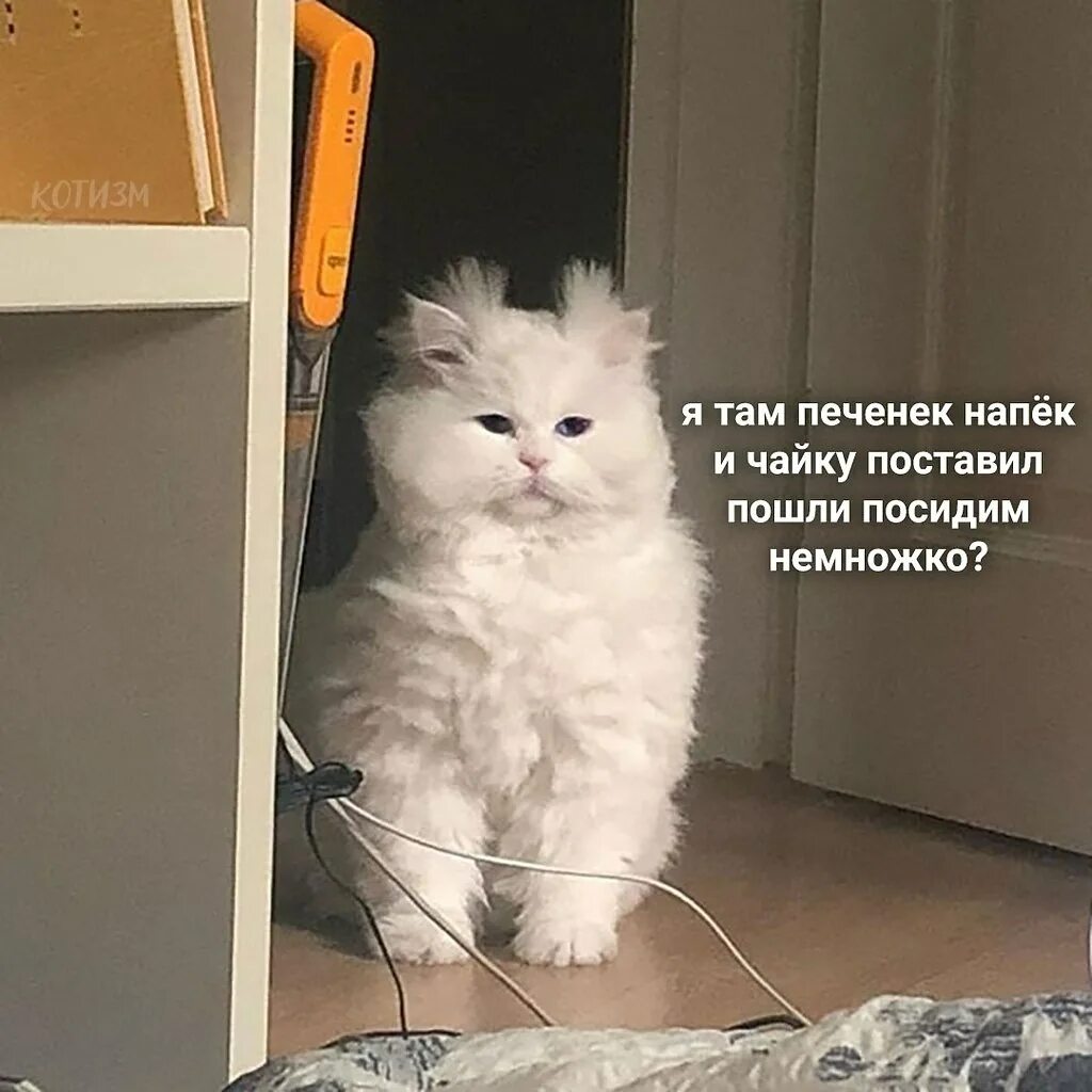 Немного кота