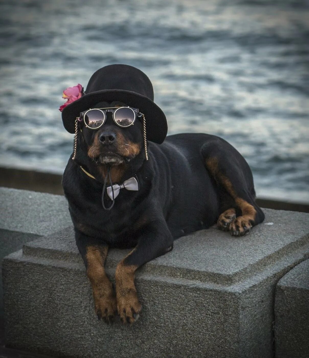 Пес шляпа. Собака в шляпе. Собачка в шляпке. Пес в шляпе. Шляпки для собак.