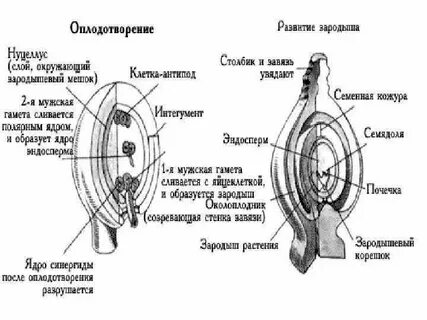 Что из перечисленного развивается внутри семязачатка впр