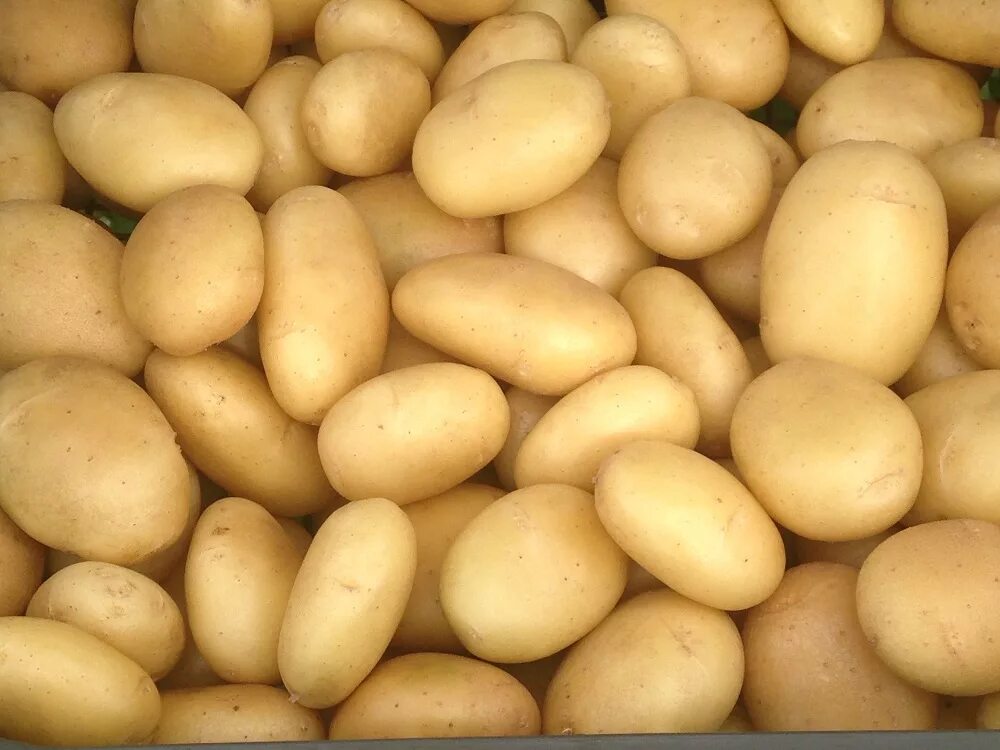 Какие семена картошки. Семенной картофель КРИММ. Сорт картофеля Тимо. Агрофирма КРИММ сорта картофеля. Картофель Балтик Роуз.