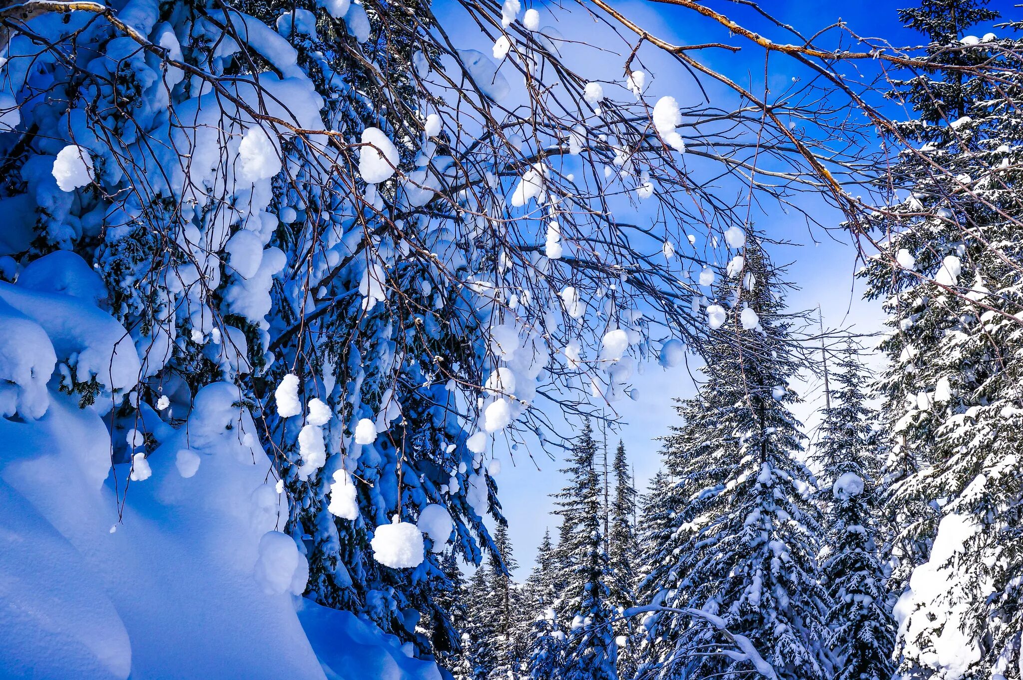 Снежок лесной. Красивая зима. Зимняя природа. Зима снег. Зима картинки.