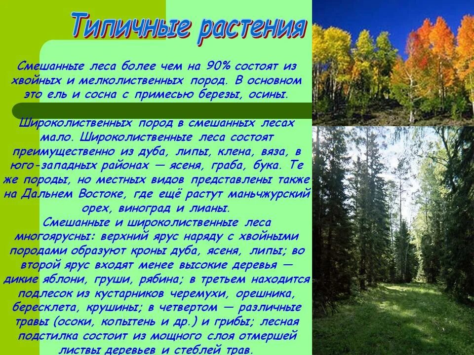 Особенности природной зоны смешанные и широколиственные леса. Зона лесов смешанные широколиственные. Зона смешанных и широколиственных лесов рассказ. Внешний облик зоны широколиственных лесов. Лес для презентации.