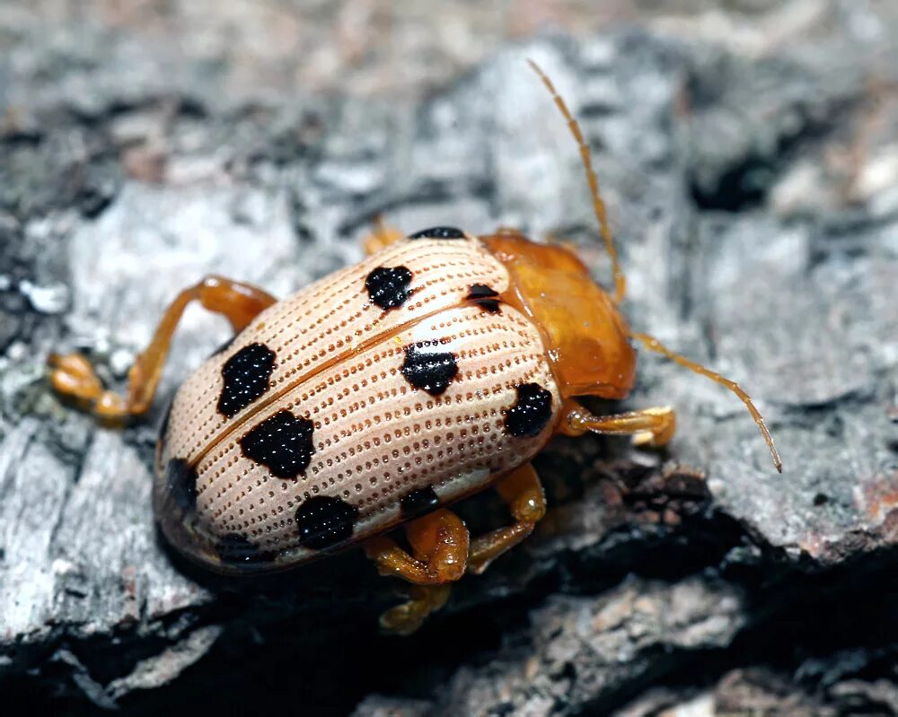 Podontia quatuordecimpunctata. Жуки живые. Декоративные жуки живые. Прирученный живой Жук. Жуки купить живые