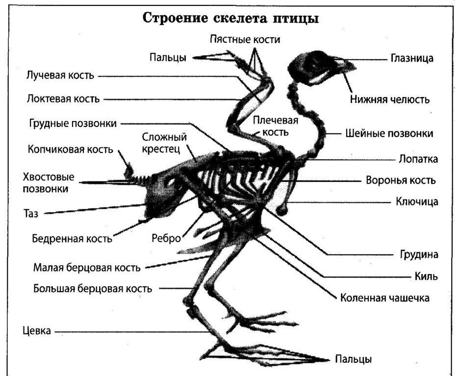 Внутреннее строение птиц скелет. Внутреннее строение кости птицы. Строение скелета птицы 7 класс биология. Скелет птицы анатомия. Внутреннее строение птицы скелет.