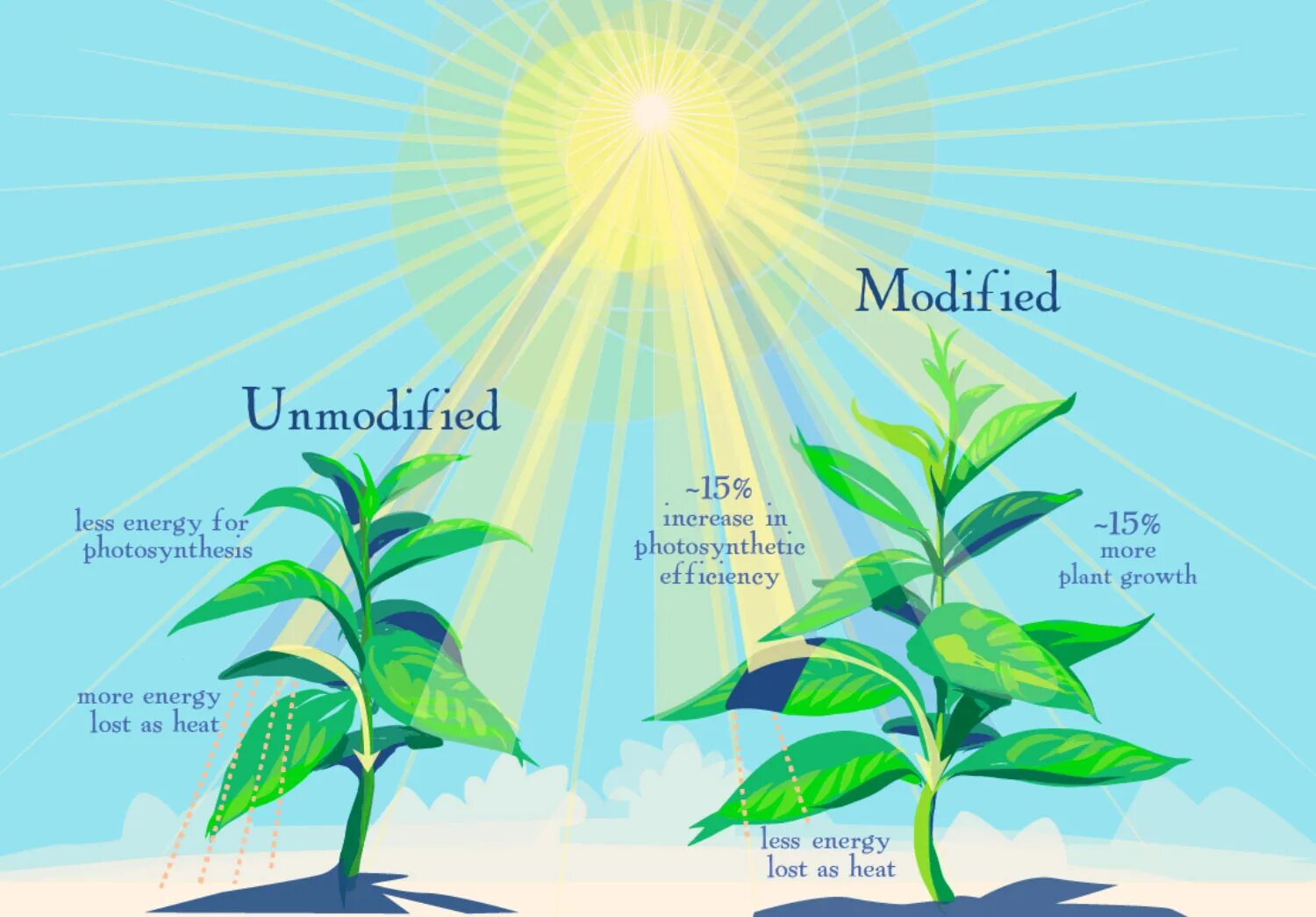 Влияние света на растения. Свет влияет на растения. Воздействие солнца на растения. Влияние солнечного света на растения.