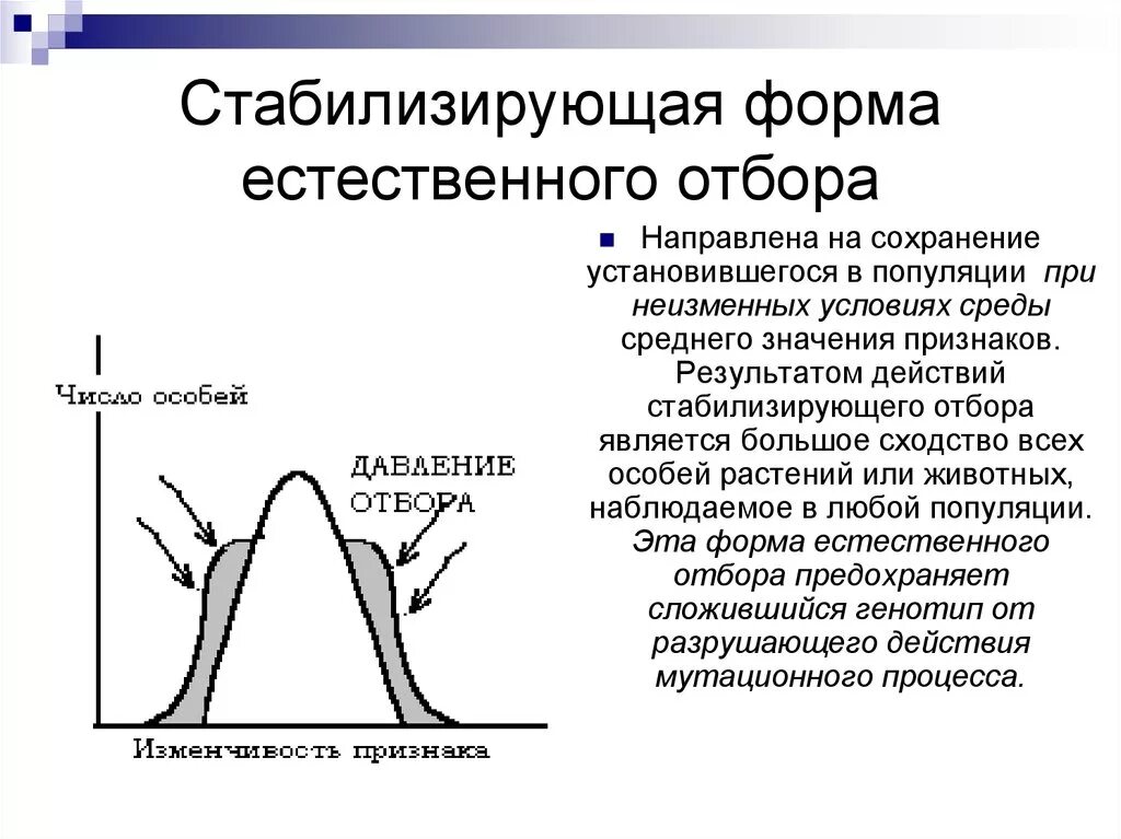 Условия среды изменяются какой отбор. Естественный отбор стабилизирующий движущий дизруптивный. Формы отбора движущий стабилизирующий дизруптивный. Схема стабилизирующего естественного отбора. Движущий отбор стабилизирующий отбор дизруптивный отбор таблица.